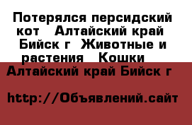 Потерялся персидский кот - Алтайский край, Бийск г. Животные и растения » Кошки   . Алтайский край,Бийск г.